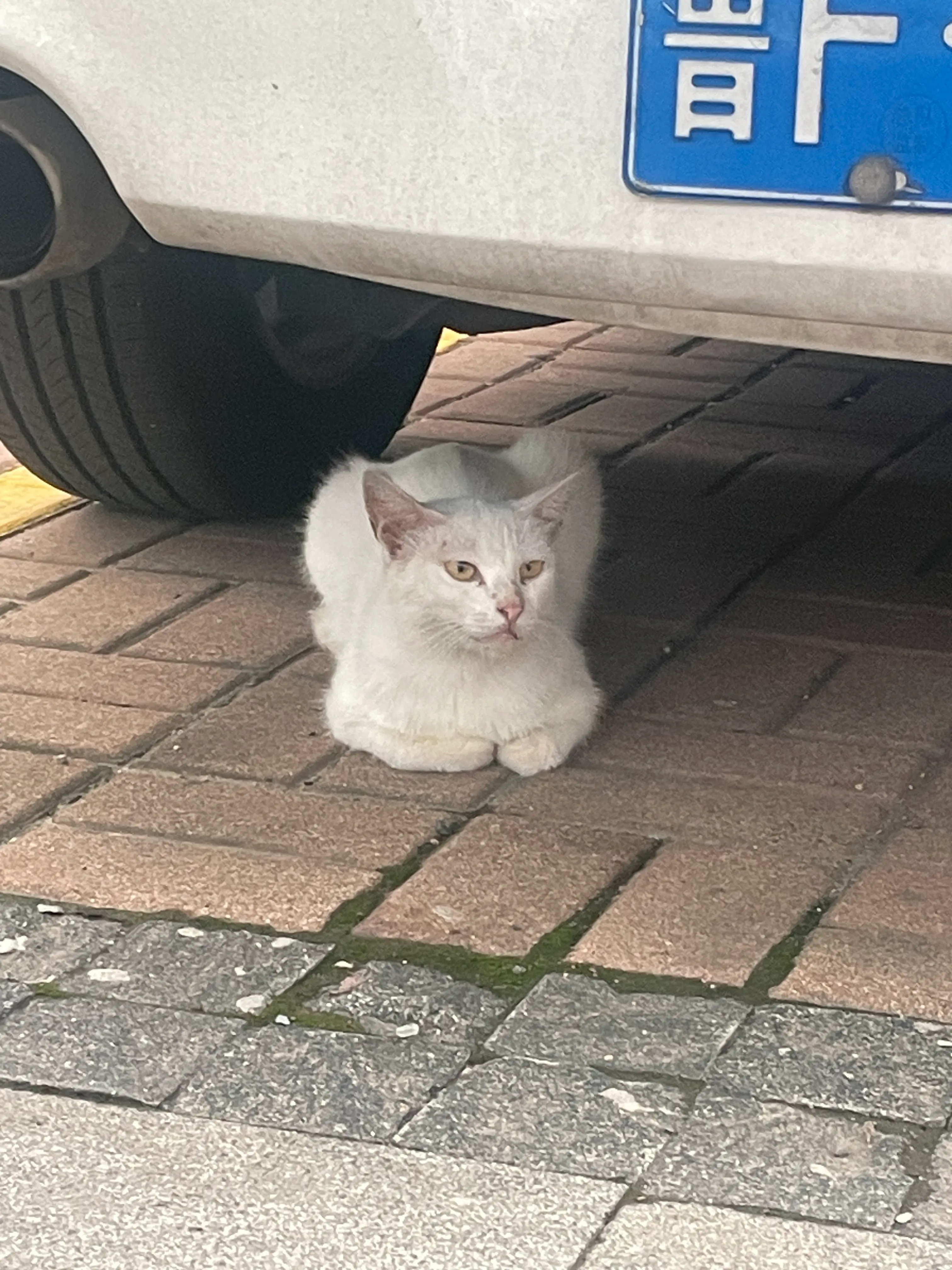 心心念的甜筒和慵懒猫咪