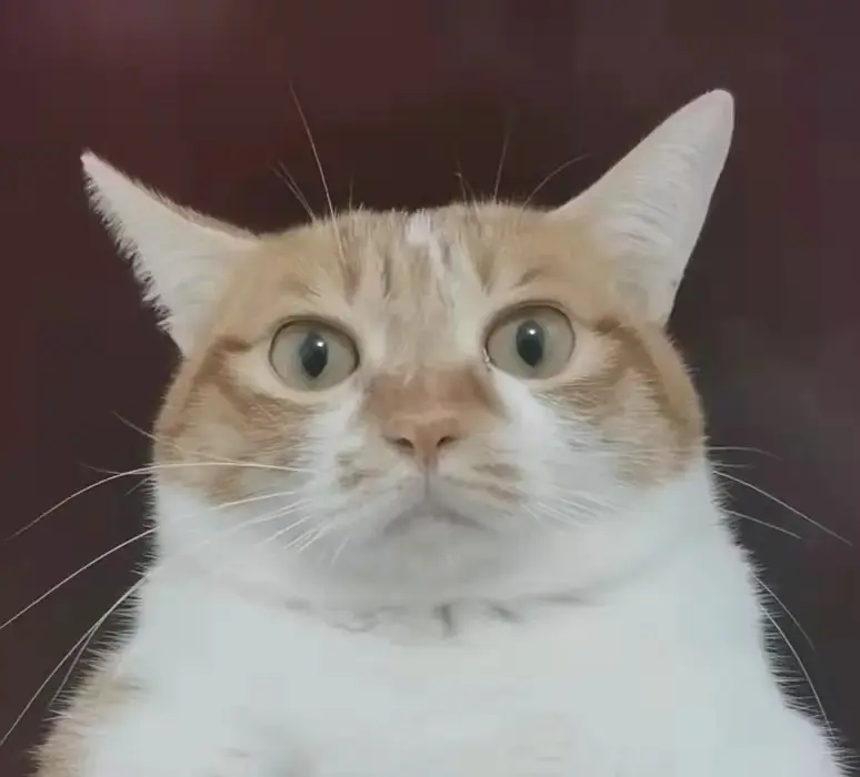 加载头像